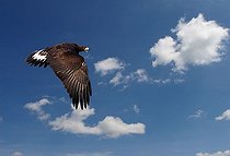 Biosphoto | 1448322 | Golden Eagle (Aquila chrysaetos) in flight | &copy; Hans Pfleger / imageBROKER / Biosphoto