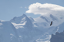 Biosphoto | 2609400 | Golden eagle (Aquila chrysaetos) in flight in thermal lift Massif du Mont-Blanc, Samoëns, Alpes, France | &copy; Michel Rauch / Biosphoto