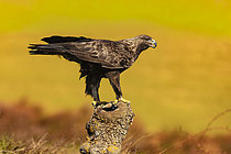 Biosphoto | 2609061 | Golden eagle (Aquila chrysaetos) on a stump, Pyrenees, Spain | &copy; Guy Van Langenhove / Biosphoto