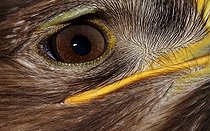 Biosphoto | 1486933 | Golden Eagle (Aquila chrysaetos) portrait | &copy; Juergen Mueller / imageBROKER / Biosphoto