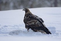 Biosphoto | 1482762 | Golden eagle (Aquila chrysaetos) with prey, Kuusamo area, Finland, Europe | &copy; Franz Christoph Robiller / imageBROKER / Biosphoto
