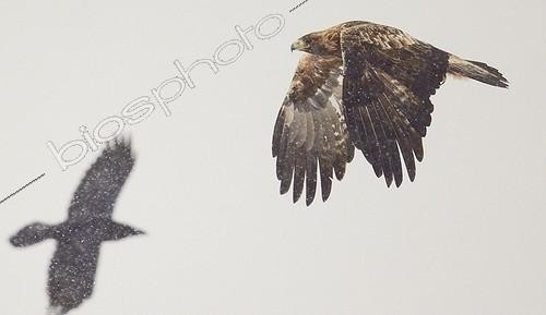 Biosphoto | 1962534 | Golden Eagle in flight under snowfall and Raven - Finland  | &copy; Niko Pekonen / Biosphoto