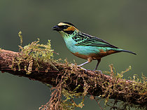 Biosphoto | 2608856 | Golden-eared Tanager (Tangara chrysotis), Manu, Peru | &copy; Ignacio Yufera / Biosphoto