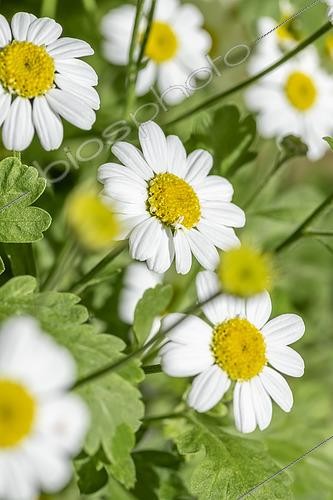 Biosphoto | 2553148 | Golden Feverfew (Tanacetum parthenium) 'Aureum' | &copy; Marie Aymerez / Biosphoto