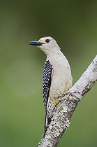 Biosphoto | 1197966 | Golden-fronted Woodpecker (Melanerpes aurifrons), male perched, Willacy County, Rio Grande Valley, South Texas, USA | &copy; Rolf Nussbaumer / imageBROKER / Biosphoto