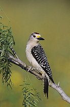 Biosphoto | 1197967 | Golden-fronted Woodpecker (Melanerpes aurifrons), male perched on tree, Willacy County, Rio Grande Valley, South Texas, USA | &copy; Rolf Nussbaumer / imageBROKER / Biosphoto