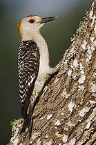 Biosphoto | 1198365 | Golden-fronted Woodpecker (Melanerpes aurifrons), male, Willacy County, Rio Grande Valley, South Texas, USA | &copy; Rolf Nussbaumer / imageBROKER / Biosphoto