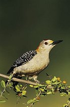 Biosphoto | 1198367 | Golden-fronted Woodpecker (Melanerpes aurifrons), male on Desert Hackberry (Celtis pallida), Willacy County, Rio Grande Valley, South Texas, USA | &copy; Rolf Nussbaumer / imageBROKER / Biosphoto