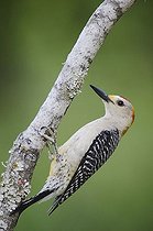 Biosphoto | 1199330 | Golden-fronted Woodpecker (Melanerpes aurifrons), male, Willacy County, Rio Grande Valley, South Texas, USA | &copy; Rolf Nussbaumer / imageBROKER / Biosphoto