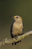 Biosphoto | 1199332 | Golden-fronted Woodpecker (Melanerpes aurifrons), female, Willacy County, Rio Grande Valley, South Texas, USA | &copy; Rolf Nussbaumer / imageBROKER / Biosphoto