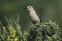 Biosphoto | 1199334 | Golden-fronted Woodpecker (Melanerpes aurifrons), female, Starr County, Rio Grande Valley, South Texas, USA | &copy; Rolf Nussbaumer / imageBROKER / Biosphoto