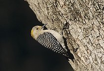 Biosphoto | 1199335 | Golden-fronted Woodpecker (Melanerpes aurifrons), female at Oak Tree, New Braunfels, Texas, USA | &copy; Rolf Nussbaumer / imageBROKER / Biosphoto