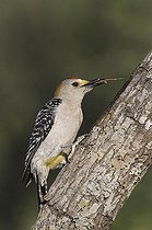 Biosphoto | 1199336 | Golden-fronted Woodpecker (Melanerpes aurifrons), male with tongue out, Starr County, Rio Grande Valley, South Texas, USA | &copy; Rolf Nussbaumer / imageBROKER / Biosphoto