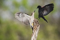Biosphoto | 1465038 | Golden-fronted Woodpecker (Melanerpes aurifrons), female fighting with Red-winged Blackbird (Agelaius phoeniceus), Sinton, Corpus Christi, Coastal Bend, Texas, USA | &copy; Bill Draker / imageBROKER / Biosphoto