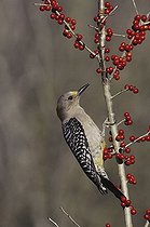 Biosphoto | 1492297 | Golden-fronted Woodpecker (Melanerpes aurifrons), female feeding on berries of possumhaw (Ilex decidua), Starr County, Rio Grande Valley, Texas, USA | &copy; Bill Draker / imageBROKER / Biosphoto