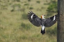 Biosphoto | 1493398 | Golden-fronted Woodpecker (Melanerpes aurifrons), male landing on nesting cavity, Sinton, Corpus Christi, Texas, USA | &copy; Bill Draker / imageBROKER / Biosphoto