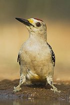 Biosphoto | 1496433 | Golden-fronted Woodpecker (Melanerpes aurifrons), male drinking, Rio Grande Valley, Texas, USA | &copy; Derrick Hamrick / imageBROKER / Biosphoto