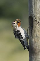 Biosphoto | 1497875 | Golden-fronted Woodpecker (Melanerpes aurifrons), male at nesting cavity with butterfly prey, Sinton, Corpus Christi, Texas, USA | &copy; Bill Draker / imageBROKER / Biosphoto