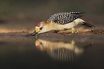 Biosphoto | 1498542 | Golden-fronted Woodpecker (Melanerpes aurifrons), male drinking, Rio Grande Valley, Texas, USA | &copy; Derrick Hamrick / imageBROKER / Biosphoto