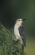 Biosphoto | 1507742 | Golden-fronted Woodpecker (Melanerpes aurifrons), male, Willacy County, Rio Grande Valley, South Texas, USA | &copy; Rolf Nussbaumer / imageBROKER / Biosphoto