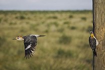 Biosphoto | 1512724 | Golden-fronted Woodpecker (Melanerpes aurifrons), pair on nesting cavity in telephone post, Sinton, Corpus Christi, Texas, USA | &copy; Bill Draker / imageBROKER / Biosphoto