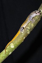 Biosphoto | 1249134 | Golden Gecko on a branch | &copy; Daniel Heuclin / Biosphoto