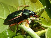Biosphoto | 1498693 | Golden ground beetle (Carabus auratus) | &copy; Christian Raether / imageBROKER / Biosphoto