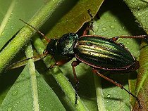 Biosphoto | 1508712 | Golden ground beetle (Carabus auratus) | &copy; Christian Raether / imageBROKER / Biosphoto