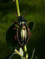 Biosphoto | 1519813 | Golden ground beetle (Carabus auratus) | &copy; Christian Raether / imageBROKER / Biosphoto