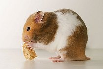Biosphoto | 1451514 | Golden hamster | &copy; Alfred Schauhuber / imageBROKER / Biosphoto