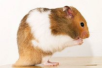 Biosphoto | 1451561 | Golden hamster | &copy; Alfred Schauhuber / imageBROKER / Biosphoto