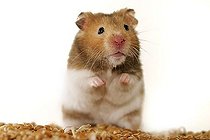 Biosphoto | 1451682 | Golden hamster | &copy; Alfred Schauhuber / imageBROKER / Biosphoto