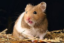 Biosphoto | 1452540 | Golden hamster | &copy; Alfred Schauhuber / imageBROKER / Biosphoto
