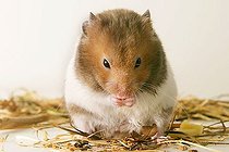 Biosphoto | 1454702 | Golden hamster | &copy; Alfred Schauhuber / imageBROKER / Biosphoto