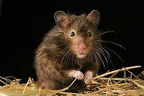 Biosphoto | 1458584 | Golden hamster | &copy; Alfred Schauhuber / imageBROKER / Biosphoto