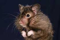 Biosphoto | 1464470 | Golden hamster | &copy; Alfred Schauhuber / imageBROKER / Biosphoto
