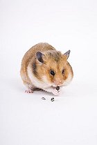 Biosphoto | 1483748 | Golden hamster | &copy; Alfred Schauhuber / imageBROKER / Biosphoto