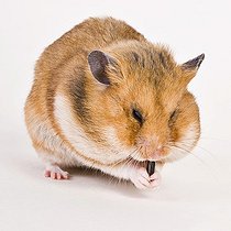 Biosphoto | 1491772 | Golden hamster | &copy; Alfred Schauhuber / imageBROKER / Biosphoto