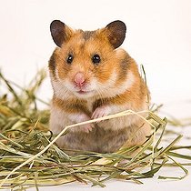Biosphoto | 1523065 | Golden hamster | &copy; Alfred Schauhuber / imageBROKER / Biosphoto