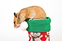 Biosphoto | 1486680 | Golden hamster as an present | &copy; Alfred Schauhuber / imageBROKER / Biosphoto