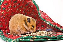 Biosphoto | 1490765 | Golden hamster as an present | &copy; Alfred Schauhuber / imageBROKER / Biosphoto