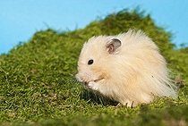 Biosphoto | 1496890 | Golden hamster cleaning itself | &copy; Picani / imageBROKER / Biosphoto