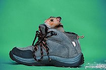 Biosphoto | 1462171 | Golden Hamster in children's shoe (Mesocricetus auratus) | &copy; Arco Images / Huetter Christian / imageBROKER / Biosphoto