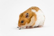 Biosphoto | 1448283 | Golden hamster (Mesocricetus auratus) | &copy; Judith Thomandl / imageBROKER / Biosphoto