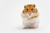 Biosphoto | 1450072 | Golden hamster (Mesocricetus auratus) | &copy; Judith Thomandl / imageBROKER / Biosphoto