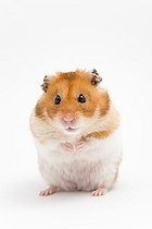 Biosphoto | 1459879 | Golden hamster (Mesocricetus auratus) | &copy; Judith Thomandl / imageBROKER / Biosphoto