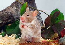 Biosphoto | 1466554 | Golden Hamster / (Mesocricetus auratus) | &copy; Arco Images / Steimer Christine / imageBROKER / Biosphoto