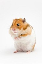 Biosphoto | 1522266 | Golden hamster (Mesocricetus auratus) | &copy; Judith Thomandl / imageBROKER / Biosphoto