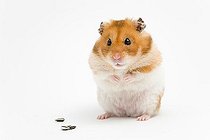 Biosphoto | 1526333 | Golden hamster (Mesocricetus auratus) | &copy; Judith Thomandl / imageBROKER / Biosphoto