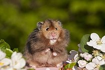 Biosphoto | 1496284 | Golden hamster sitting between cherry blossom branches | &copy; Picani / imageBROKER / Biosphoto